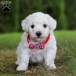 Rex, Bichon Frise Puppy